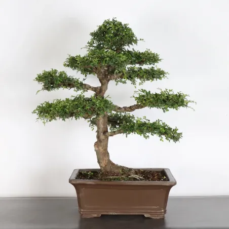 Orme de chine "ulmus parvifolia" 1-19