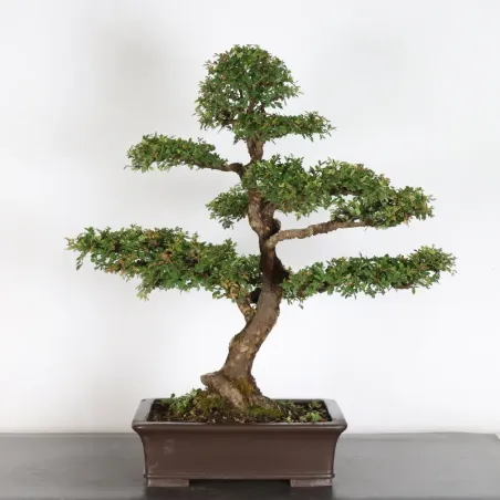 image supplémentaire - CHINESE ELM "Ulmus...