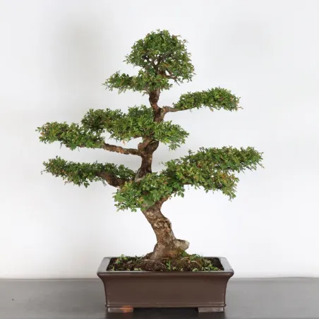 Bonsai Chinese Elm OR-2-1