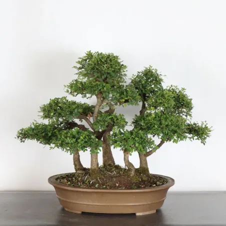 image supplémentaire - ORME DE CHINE "Ulmus...