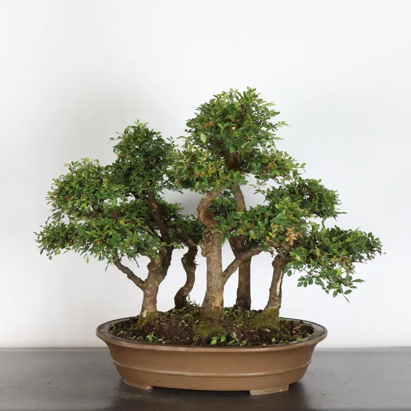 Bonsai Chinese Elm OR-2-2