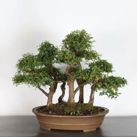 Bonsai Chinese Elm OR-2-2
