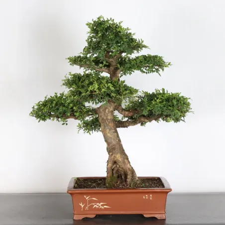 Bonsai Chinese Elm OR-2-3