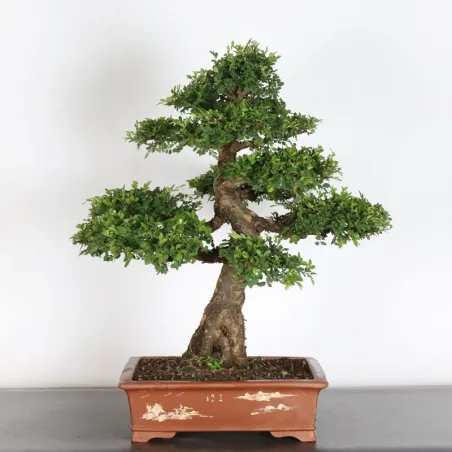 image supplémentaire - CHINESE ELM "Ulmus...