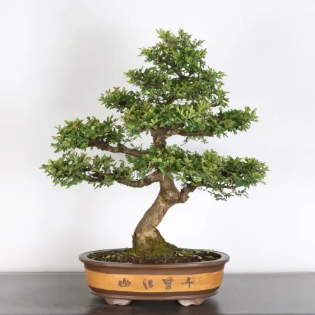 Bonsai Chinese Elm OR-2-4