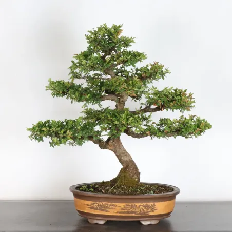 image supplémentaire - CHINESE ELM "Ulmus...