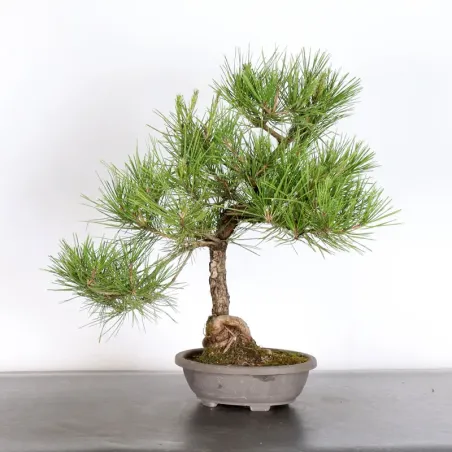 JAPANESE BLACK PINE "THUNBERGII" 1-1