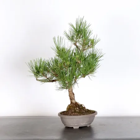 Japanese black pine "thunbergii" 1-2
