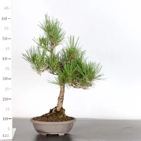image supplémentaire - Japanese black pine...