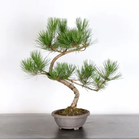 JAPANESE BLACK PINE "THUNBERGII" 1-3