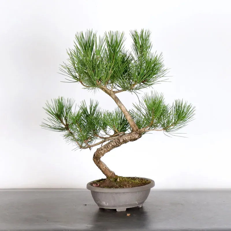 image supplémentaire - JAPANESE BLACK PINE...