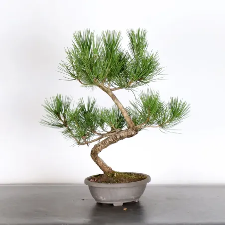 image supplémentaire - JAPANESE BLACK PINE...
