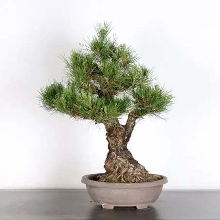 image supplémentaire - JAPANESE BLACK PINE...
