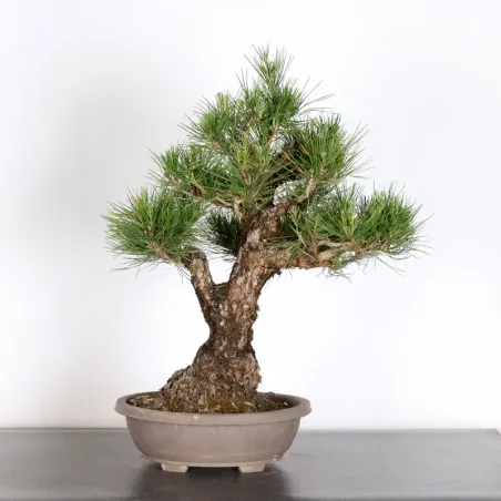 JAPANESE BLACK PINE "THUNBERGII" 1-4