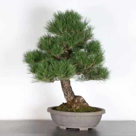 JAPANESE BLACK PINE "THUNBERGII" 1-5