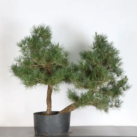 JAPANESE BLACK PINE "THUNBERGII" 1-10