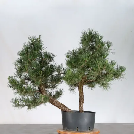 image supplémentaire - JAPANESE BLACK PINE...