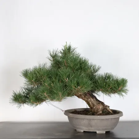 PIN NOIR "PINUS THUNBERGII" 1-11