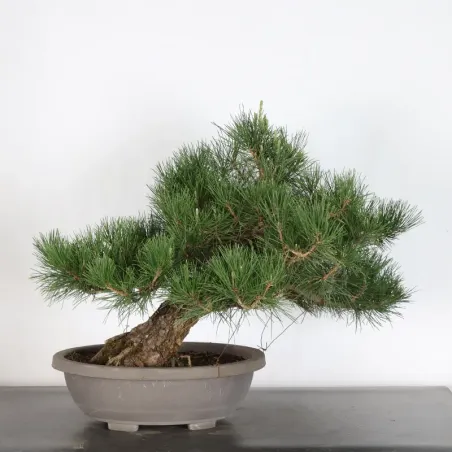 image supplémentaire - JAPANESE BLACK PINE...