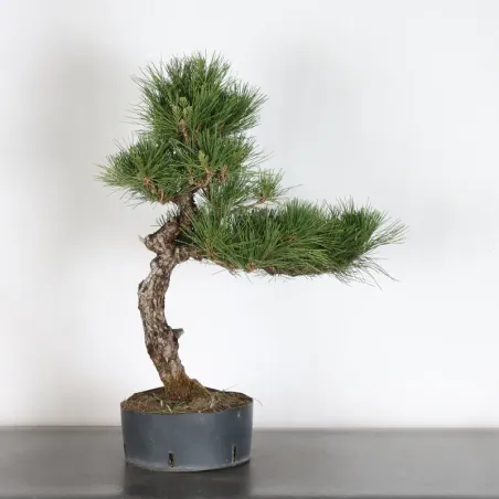 image supplémentaire - JAPANESE BLACK PINE...