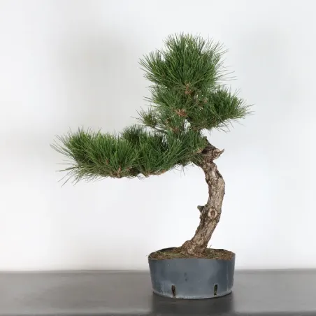 JAPANESE BLACK PINE "THUNBERGII" 1-13