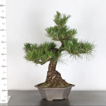 image supplémentaire - JAPANESE BLACK PINE...