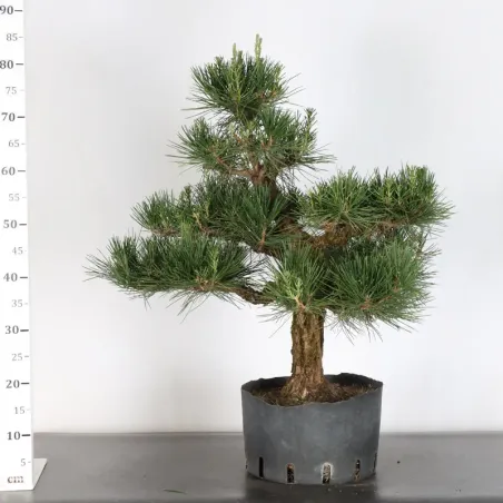 image supplémentaire - JAPANESE BLACK PINE...