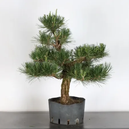 JAPANESE BLACK PINE "THUNBERGII" 2-8