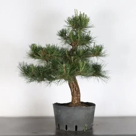 JAPANESE BLACK PINE "THUNBERGII" 2-8