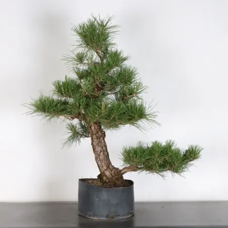 JAPANESE BLACK PINE "THUNBERGII" 2-9