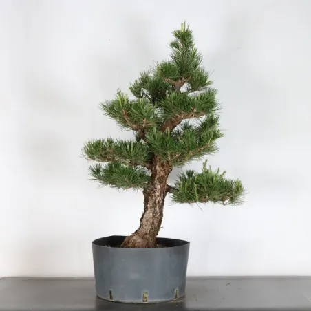 JAPANESE BLACK PINE "THUNBERGII" 2-10