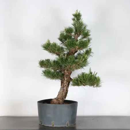 image supplémentaire - JAPANESE BLACK PINE...