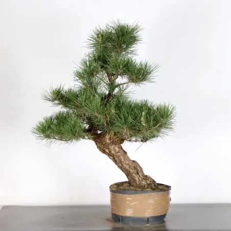 JAPANESE BLACK PINE "THUNBERGII" 2-11