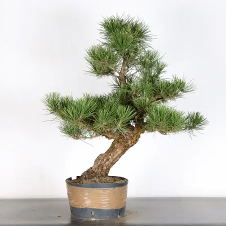 JAPANESE BLACK PINE "THUNBERGII" 2-11