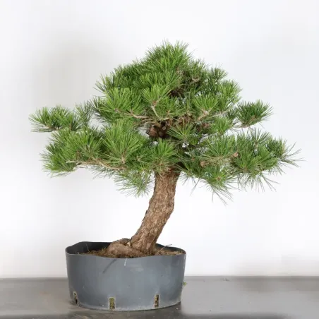 image supplémentaire - JAPANESE BLACK PINE...