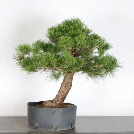 JAPANESE BLACK PINE "THUNBERGII" 2-13