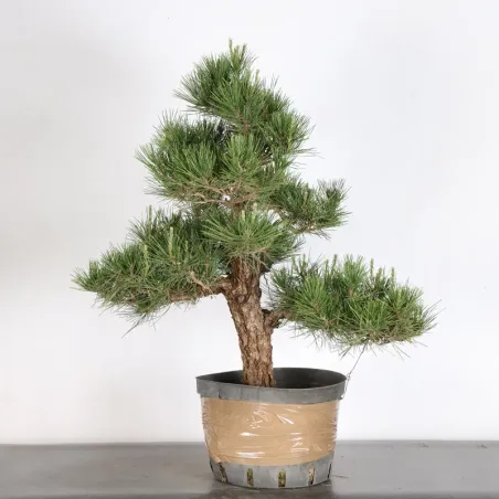 JAPANESE BLACK PINE "THUNBERGII" 2-14