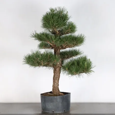 JAPANESE BLACK PINE "THUNBERGII" 2-15