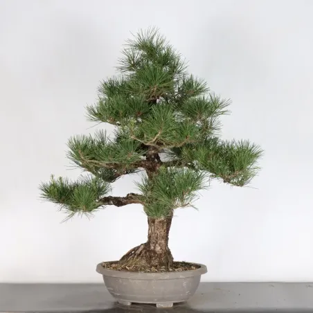 image supplémentaire - JAPANESE BLACK PINE...