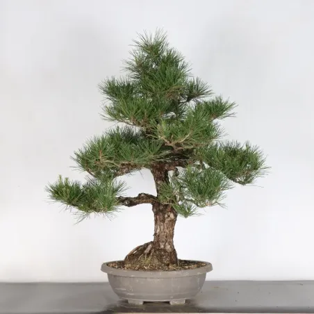 PIN NOIR "PINUS THUNBERGII" 2-17