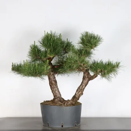BONSAI PINUS THUNBERGII 3-10