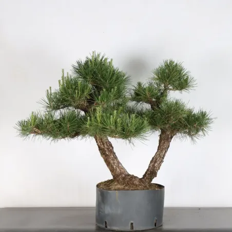 image supplémentaire - BONSAI PINUS THUNBERGII 3-10