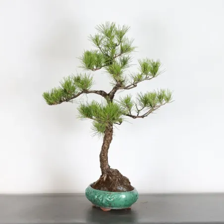 image supplémentaire - PINUS SYLVESTRIS 2-1