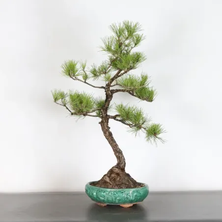 PINUS SYLVESTRIS 2-1