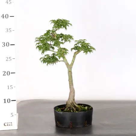 image supplémentaire - PREBONSAI MAPLE "ACER...
