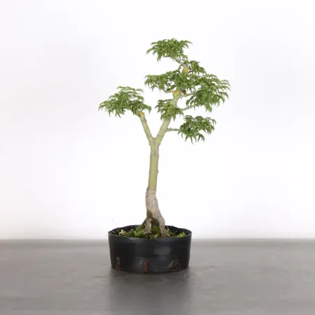 PREBONSAI MAPLE "ACER SHISHIGASHIRA" 1-6
