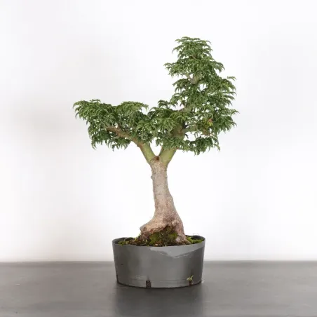 image supplémentaire - prebonsai maple "ACER...