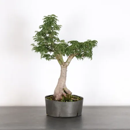 prebonsai maple "ACER SHISHIGASHIRA" 1-9