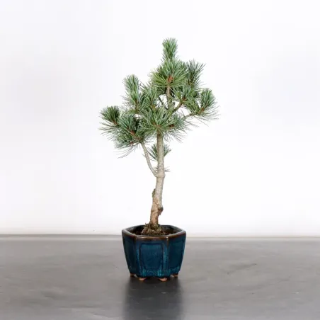 Bonsai Pin Pentaphylla PP-1-2