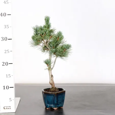 image supplémentaire - JAPANESE WHITE PINE...